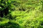 Dijual Tanah di Desa Tangkil, Kecamatan Citeureup, Kabupaten Bogor, Sentul, Jawa Barat